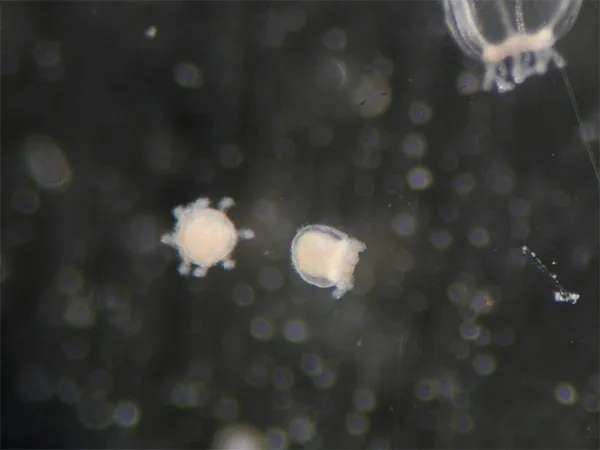 A Turritopsis dohrnii medusa becoming a cyst