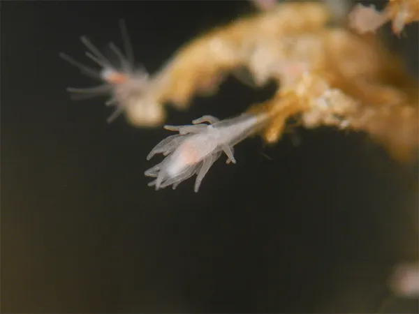 A Turritopsis dohrnii polyp colony