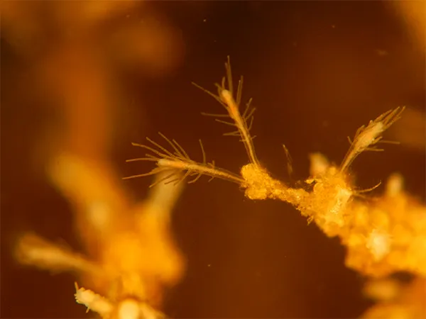 Turritopsis dohrnii polyp under magnification