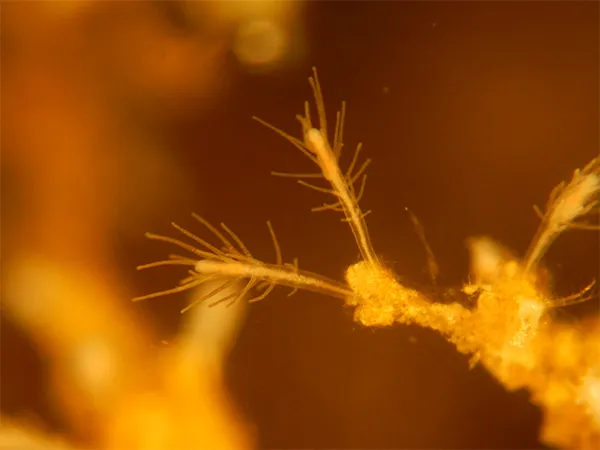 Branching Turritopsis dohrnii polyp colony