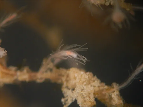 Turritopsis dohrnii polyps with extended tentacles