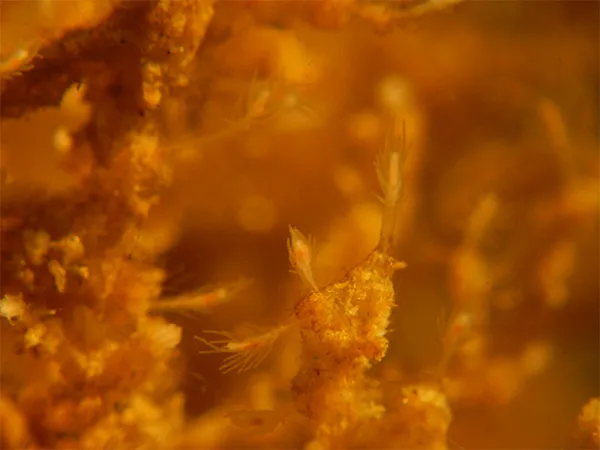 Turritopsis dohrnii polyp colony