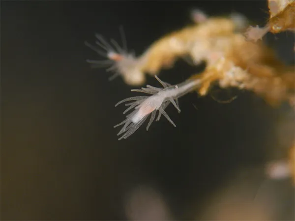 Turritopsis dohrnii, Turri polyp