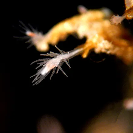 A Turritopsis dohrnii polyp