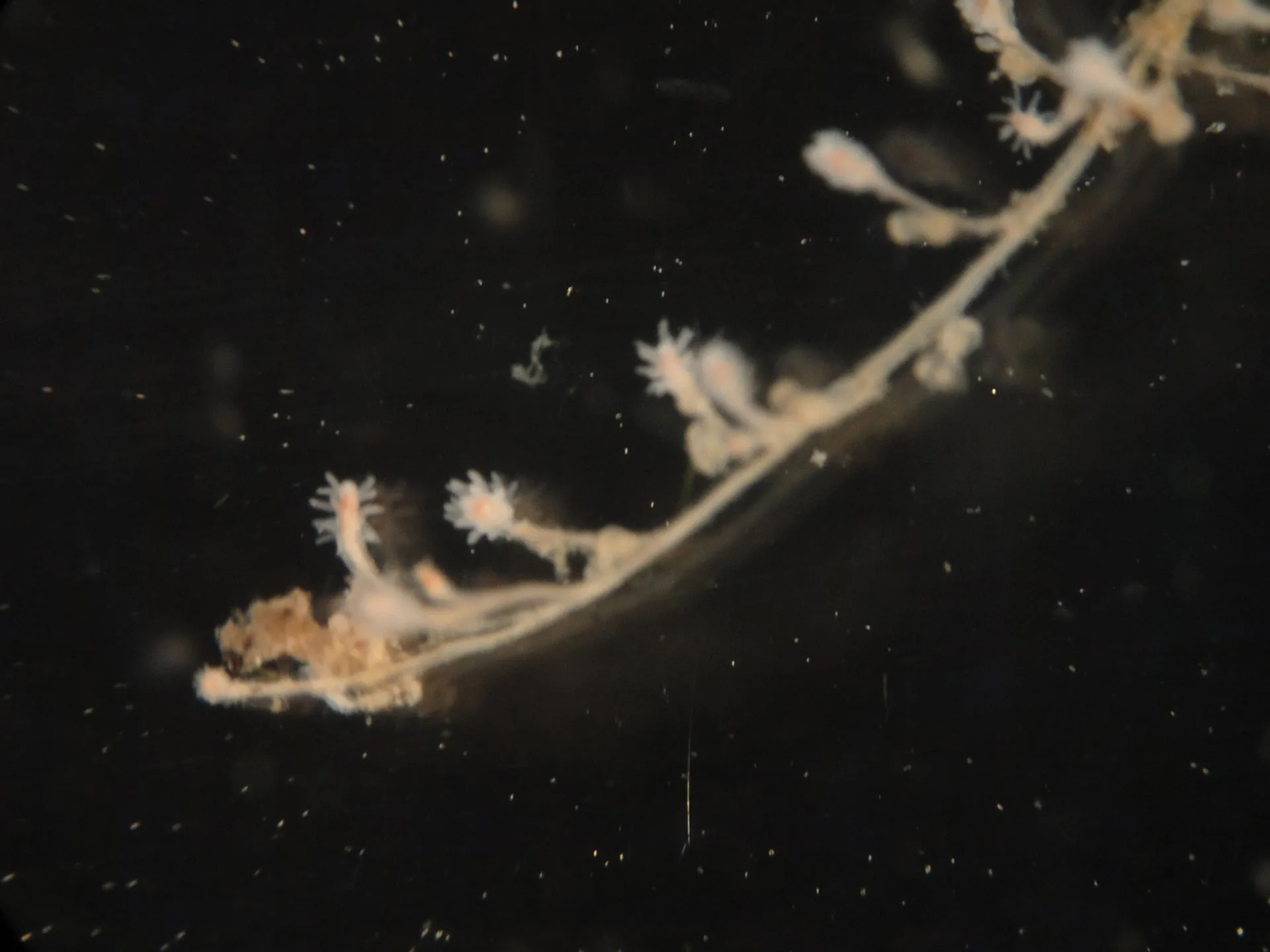 Turritopsis dohrnii specimen in the laboratory