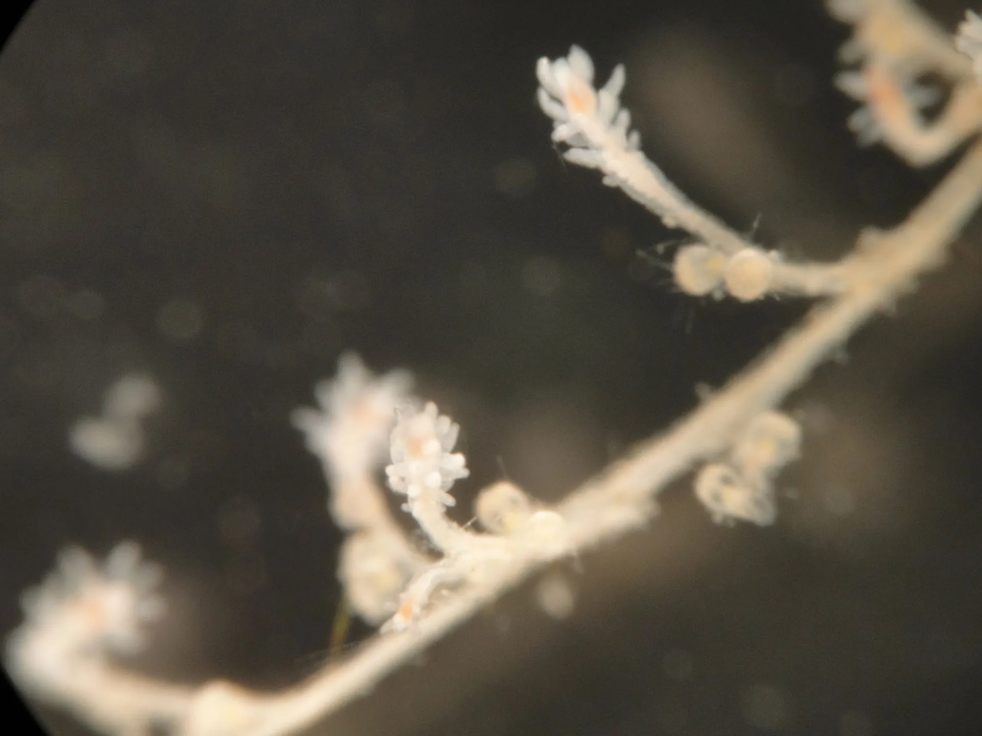 Turritopsis dohrnii specimen under magnification