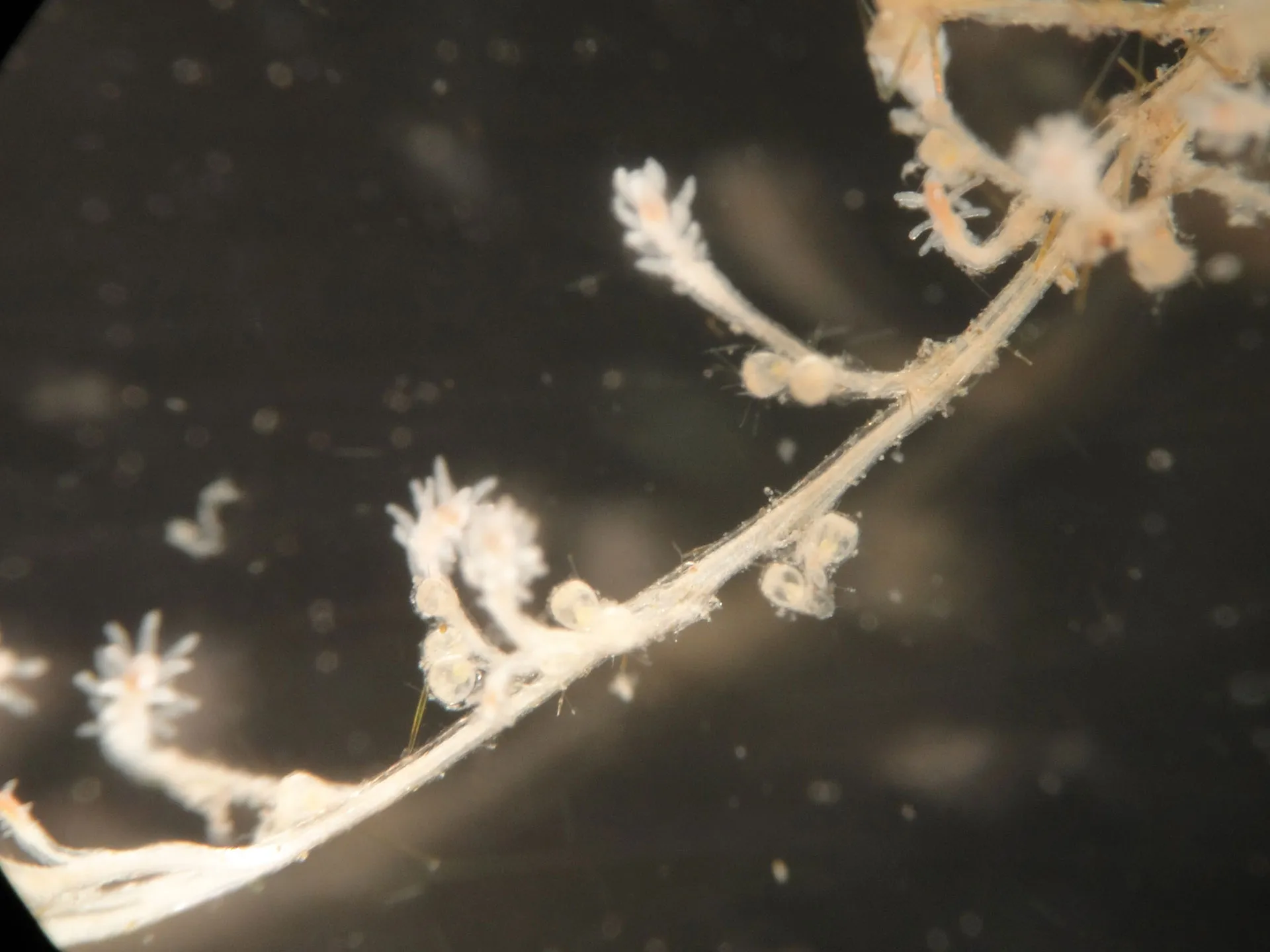 Turritopsis dohrnii medusa in a culture dish