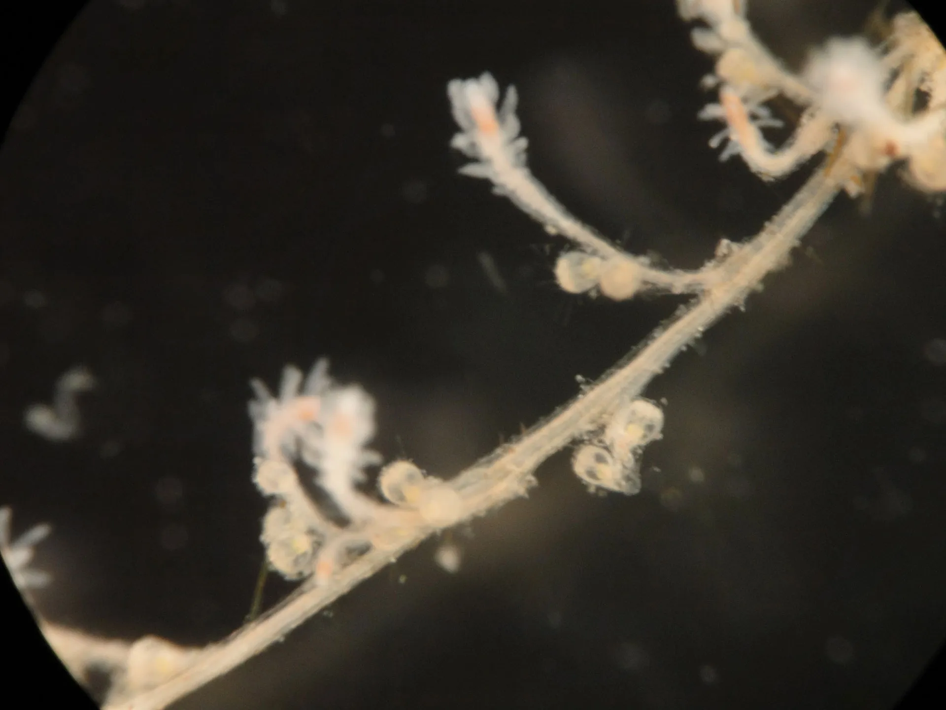 Turritopsis dohrnii medusa with tentacles spread