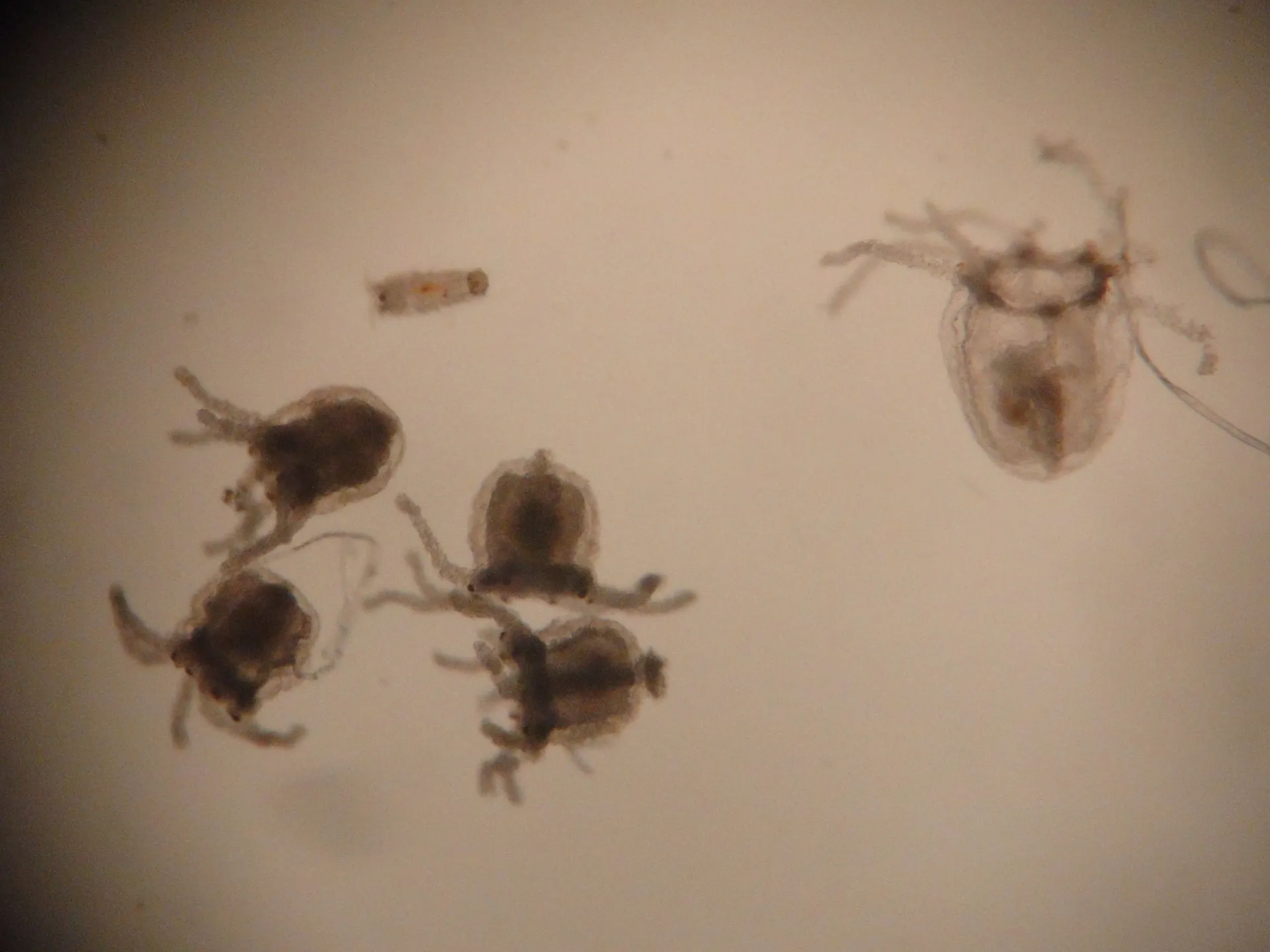 Turritopsis dohrnii culture under laboratory lighting