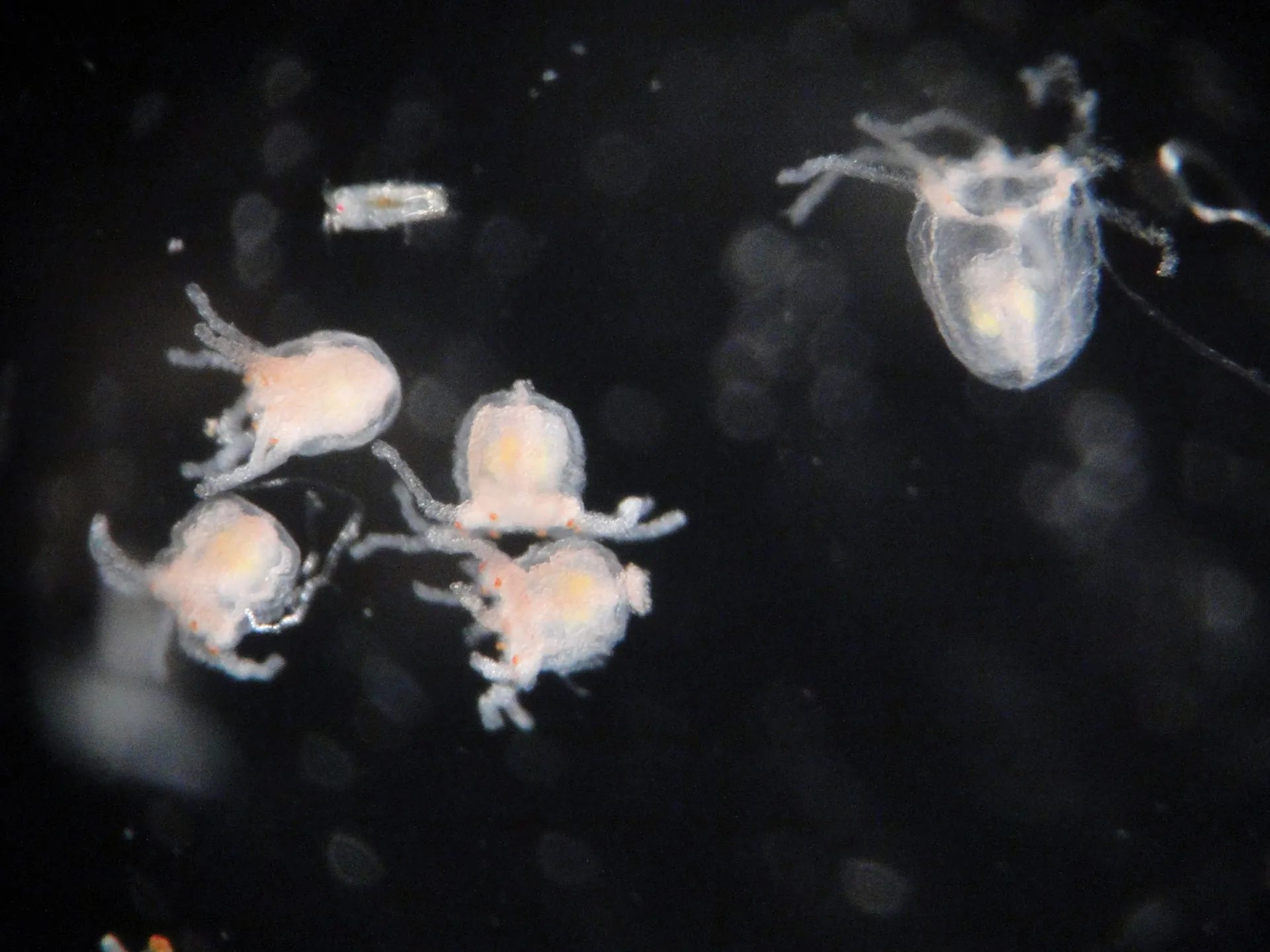 Turritopsis dohrnii photographed by the Miglietta Lab