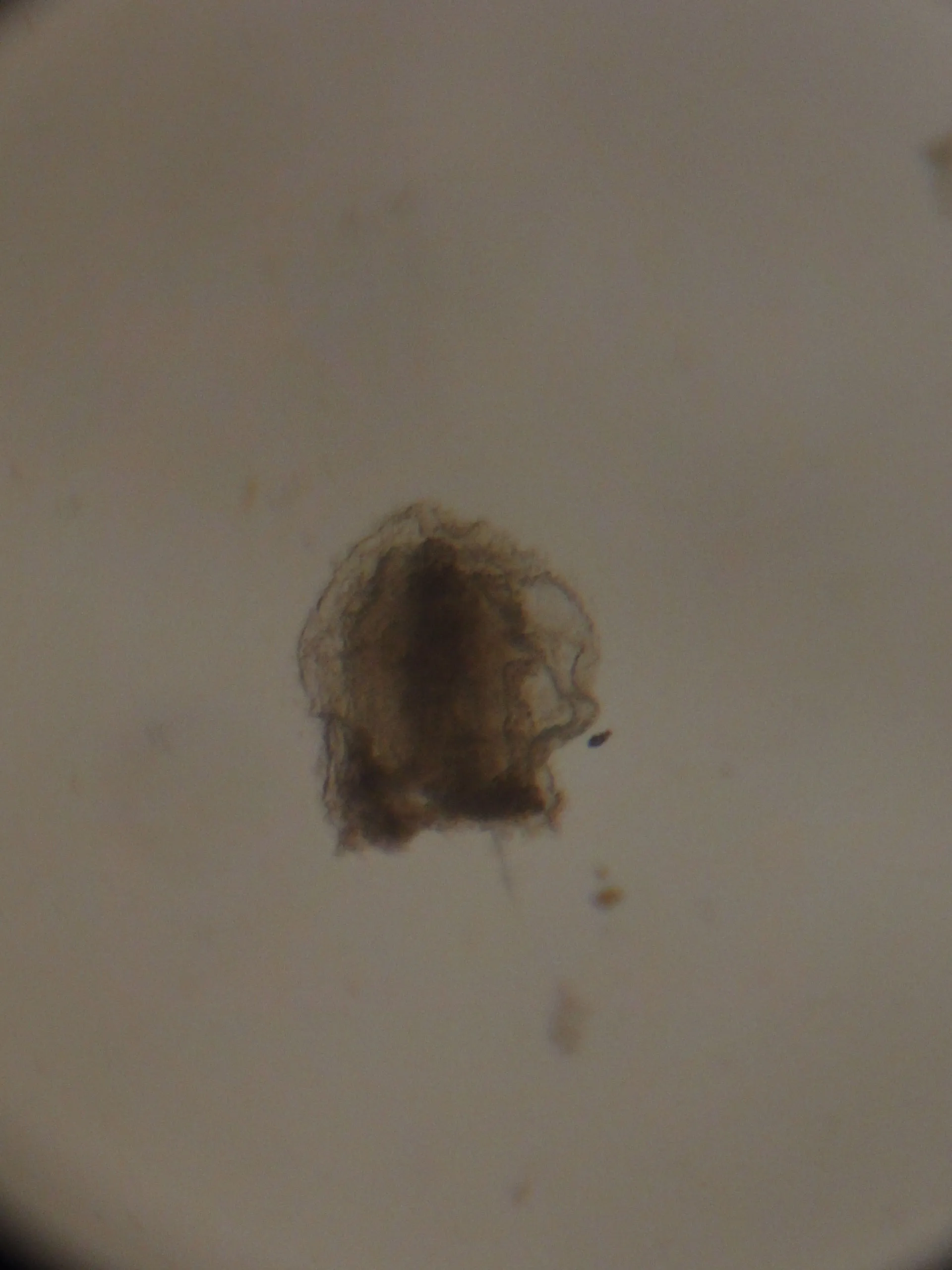 Culture vessels in the Miglietta Lab