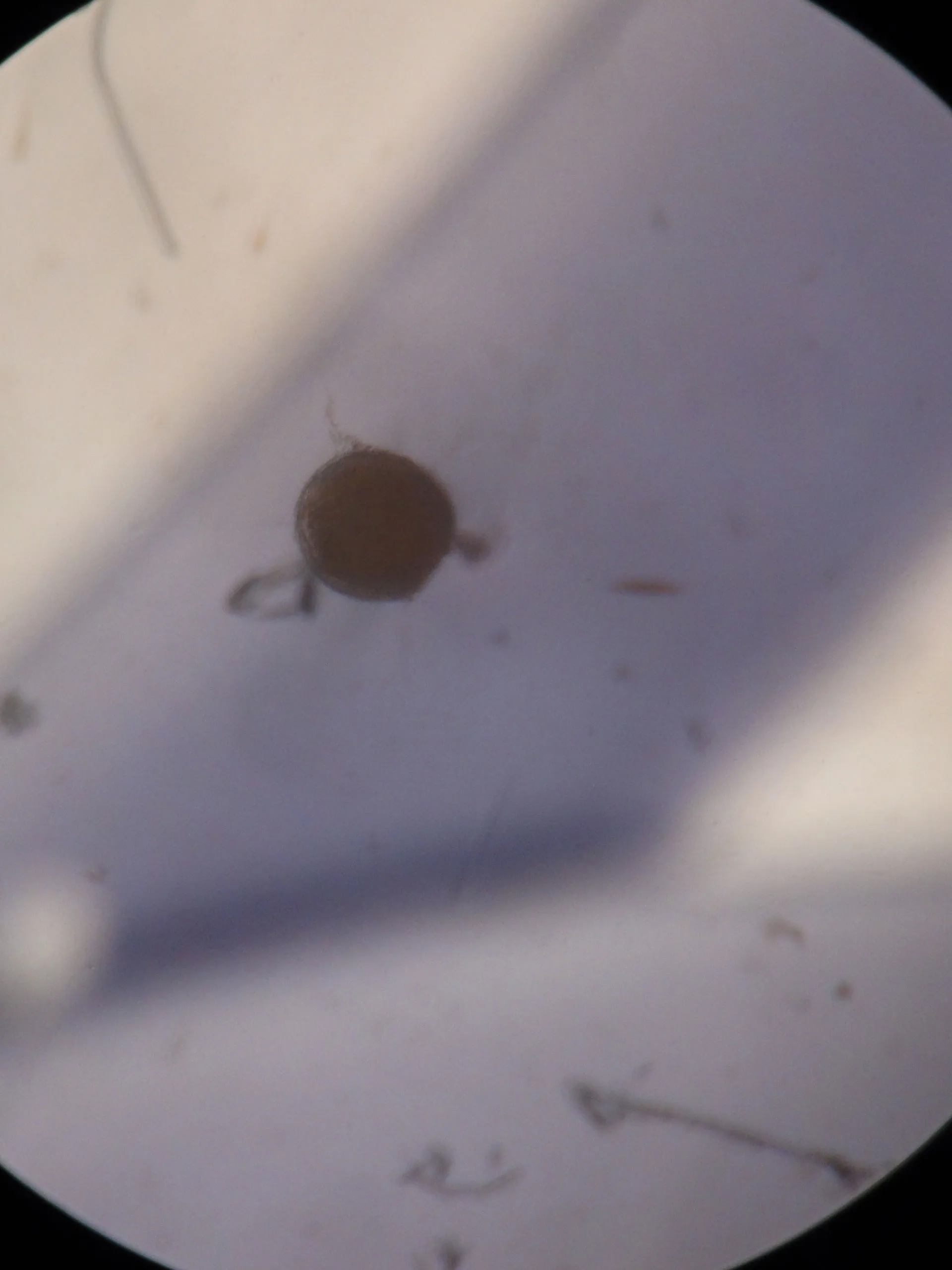 Turritopsis dohrnii cultures on a laboratory bench