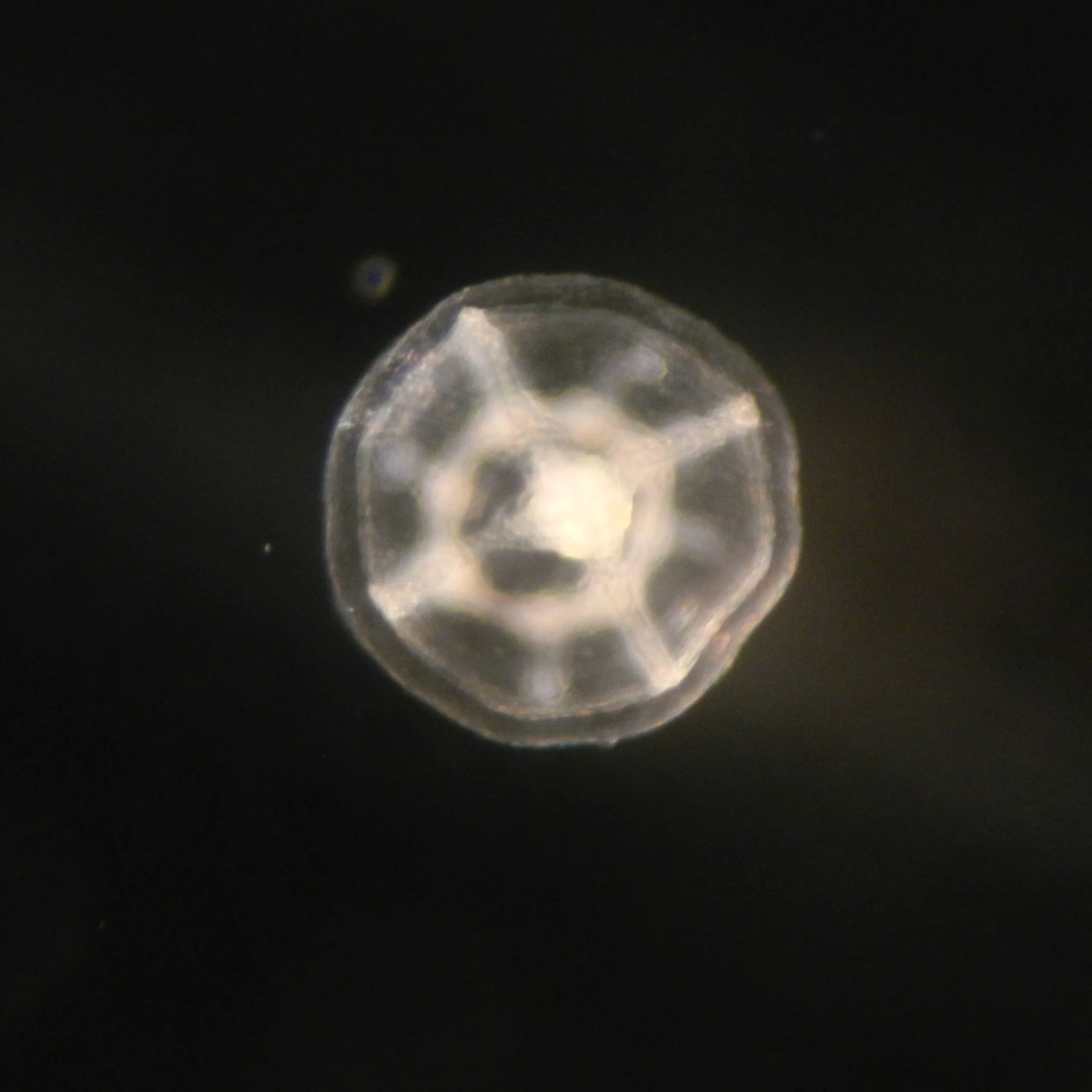 Turritopsis dohrnii under the microscope