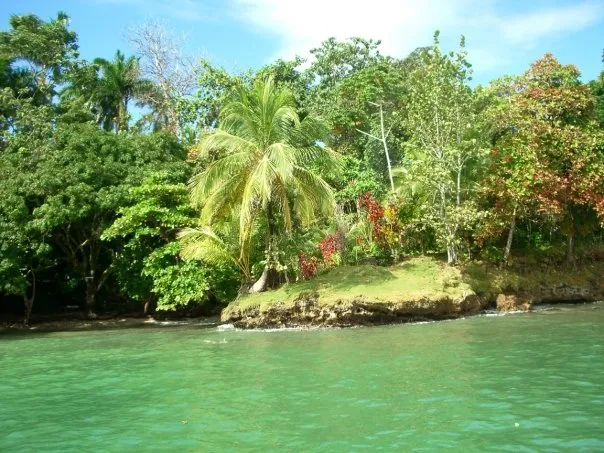Coastal field site in Bocas del Toro, Panama