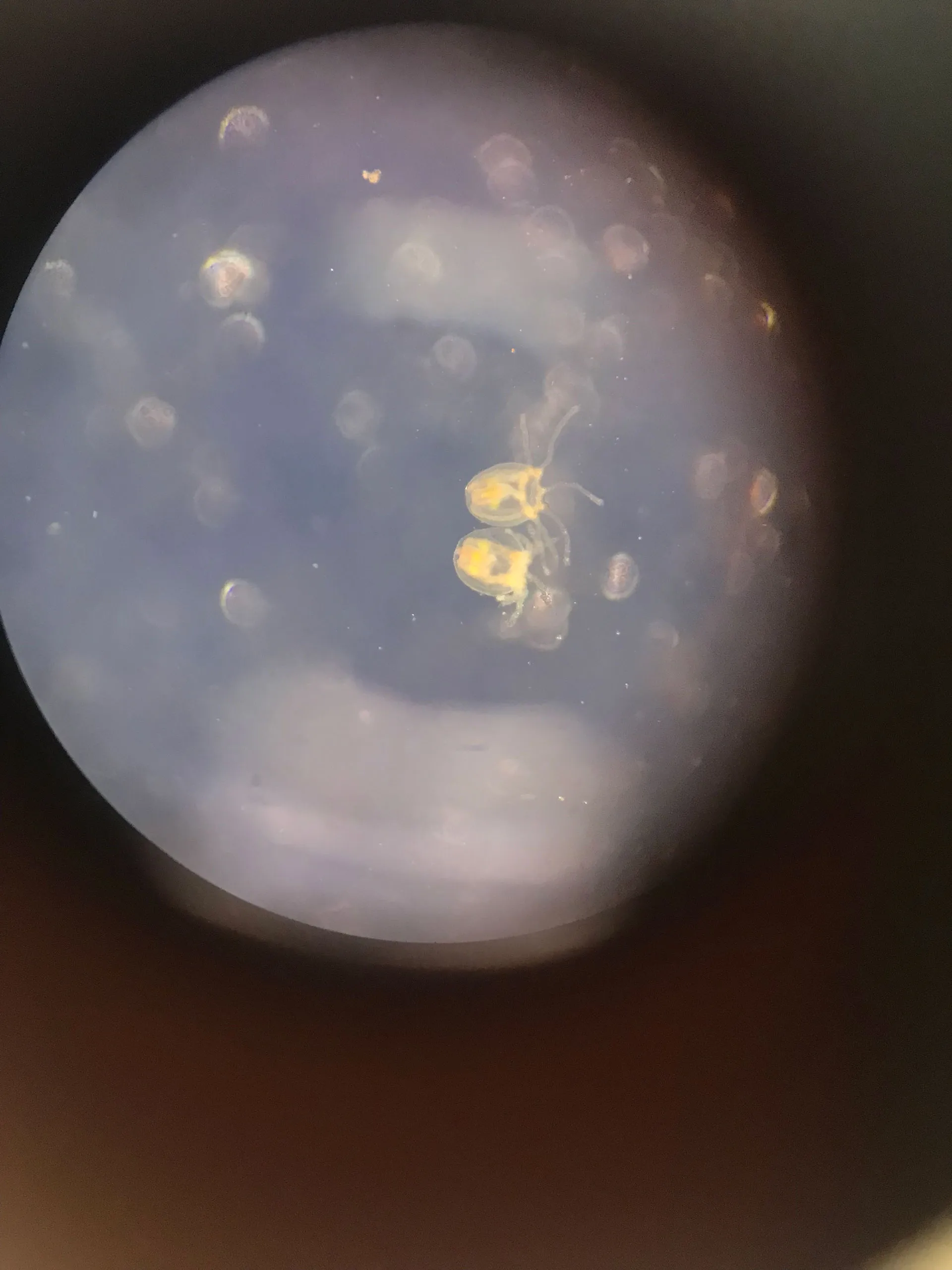 Field and laboratory work on Turritopsis dohrnii