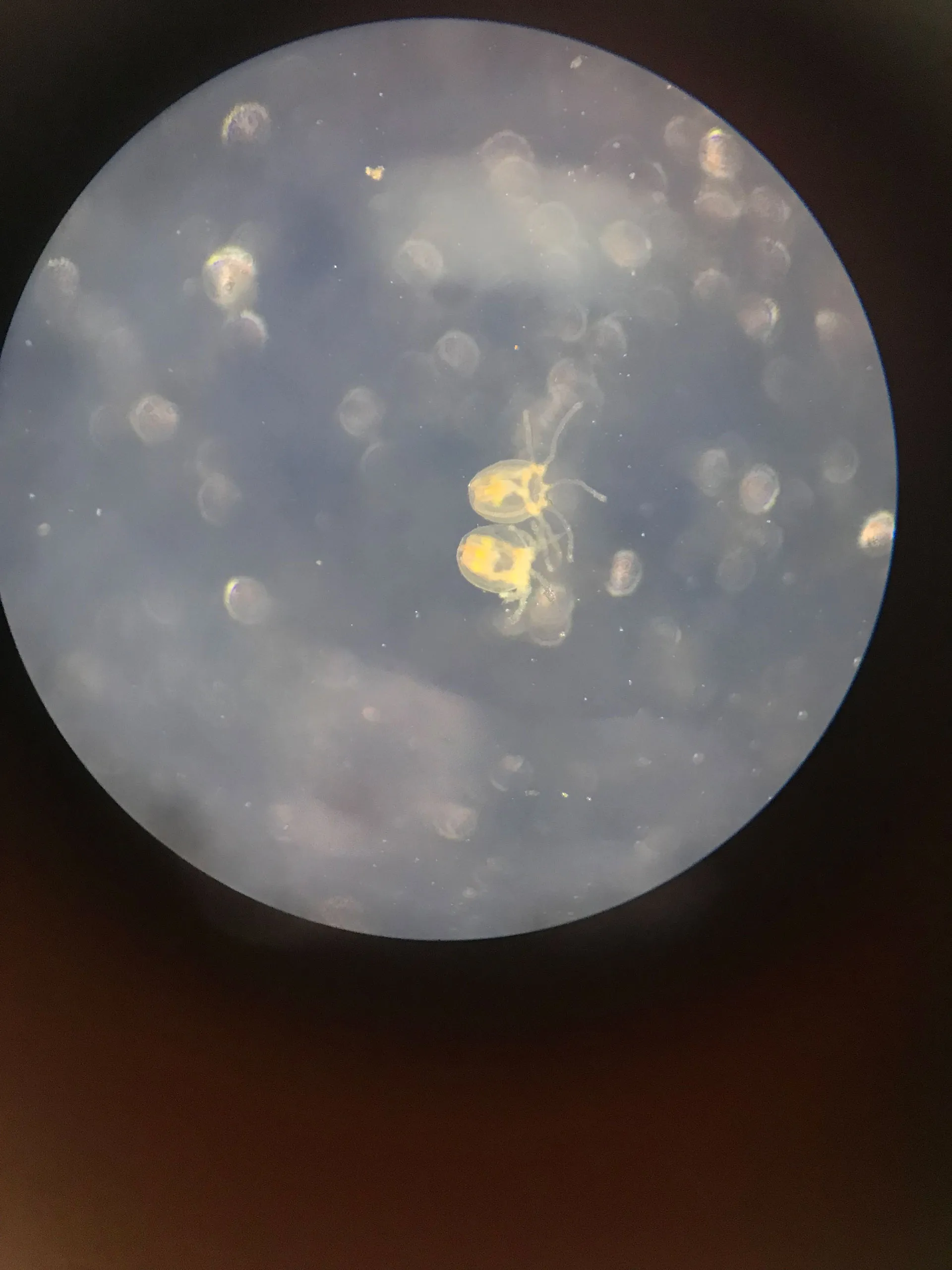 Sample collection for Turritopsis dohrnii research
