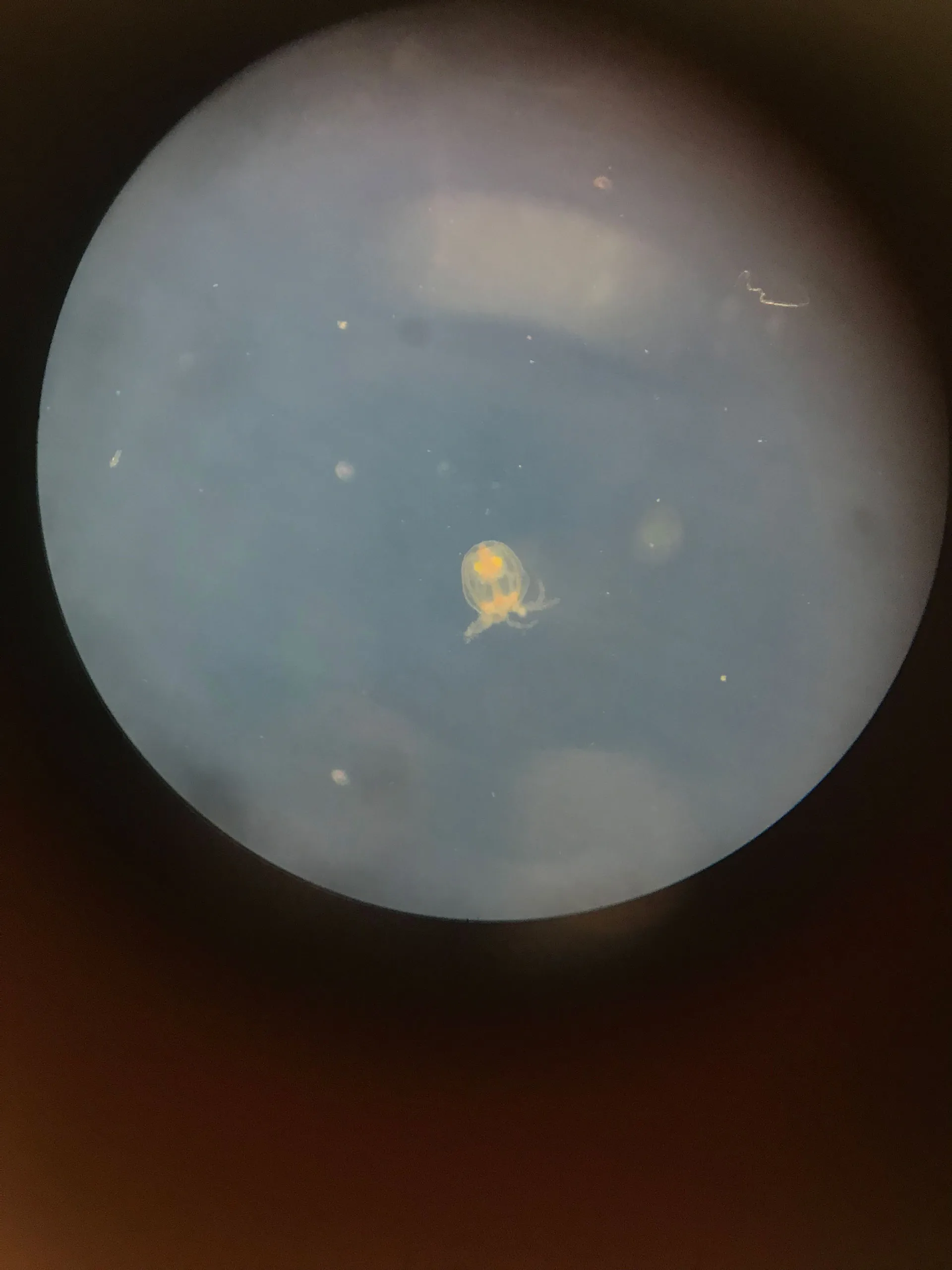 Turritopsis dohrnii sample in the laboratory
