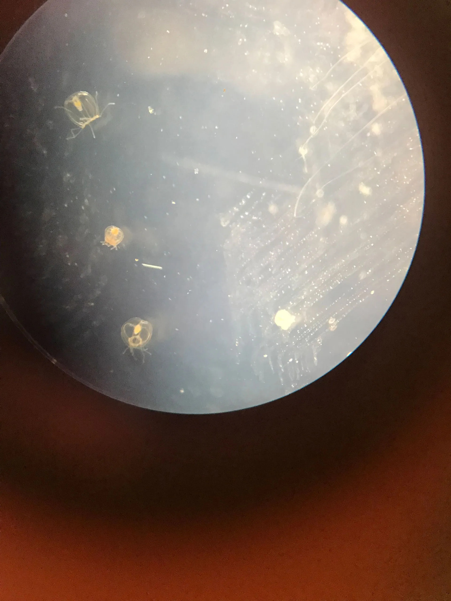 Laboratory work on Turritopsis dohrnii cultures