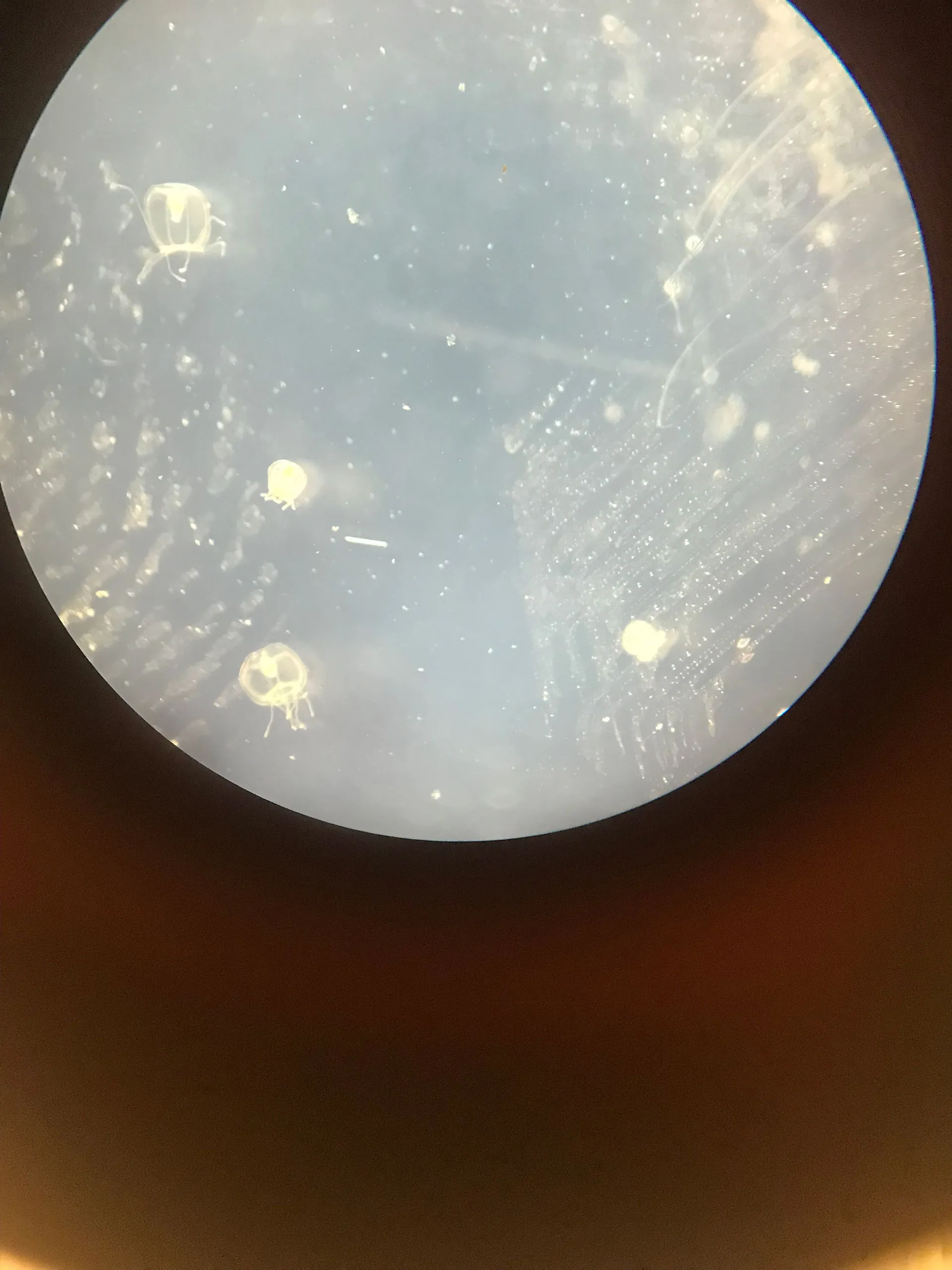 Turritopsis dohrnii culture being prepared