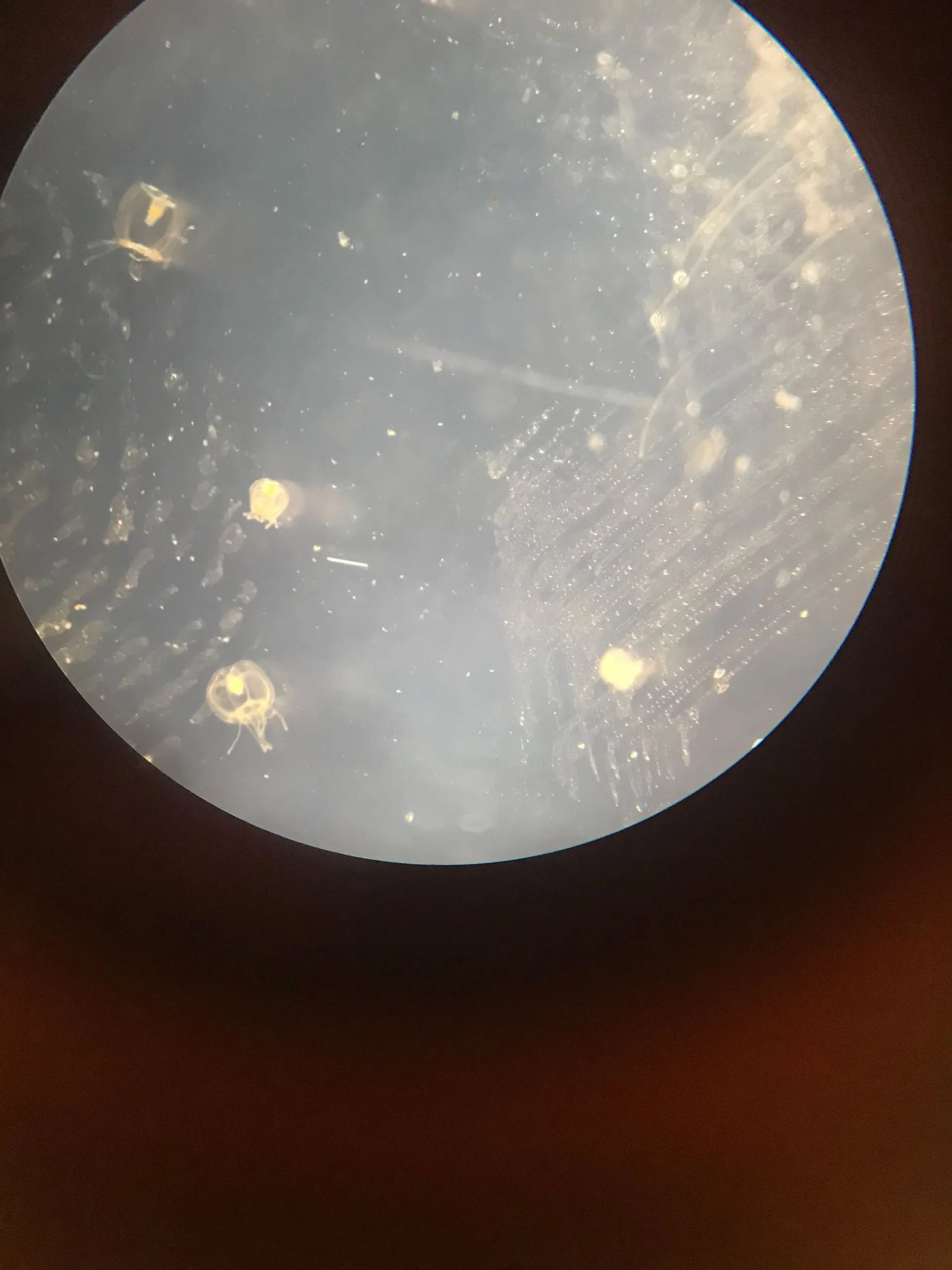 Research materials in the Miglietta Lab