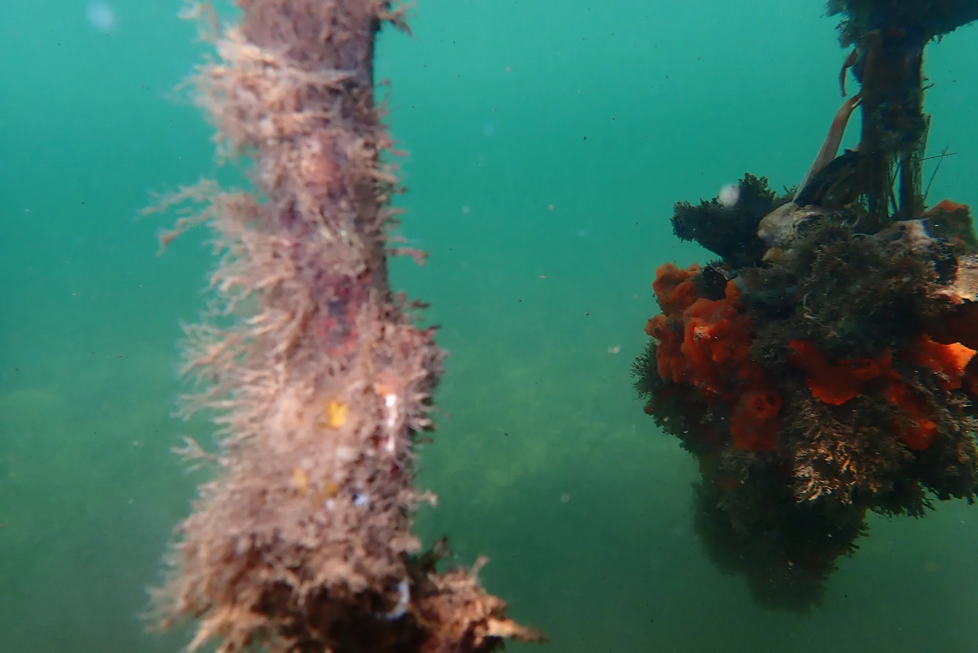 Turritopsis dohrnii medusa with tentacles extended