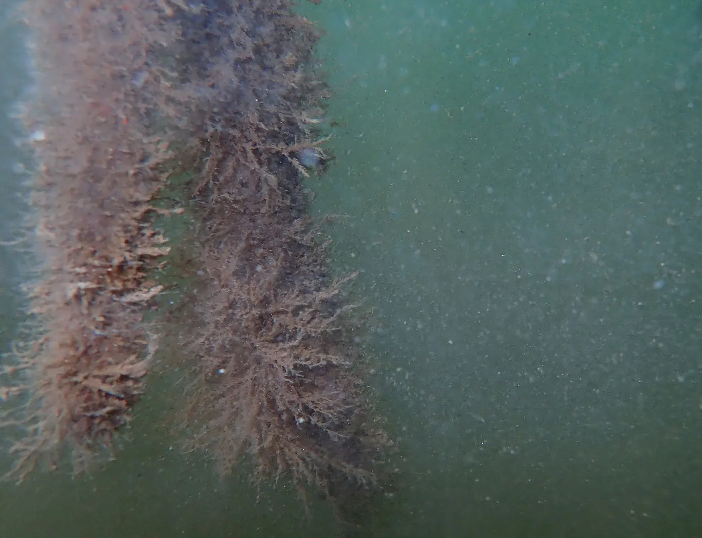 Turritopsis dohrnii photographed by the Miglietta Lab