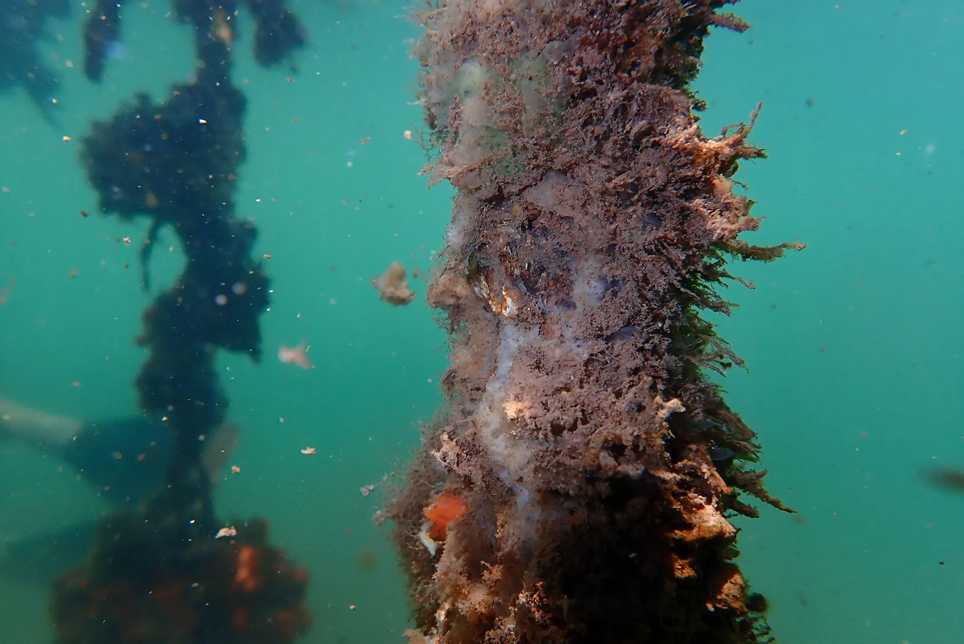 Turritopsis dohrnii medusa showing its bell