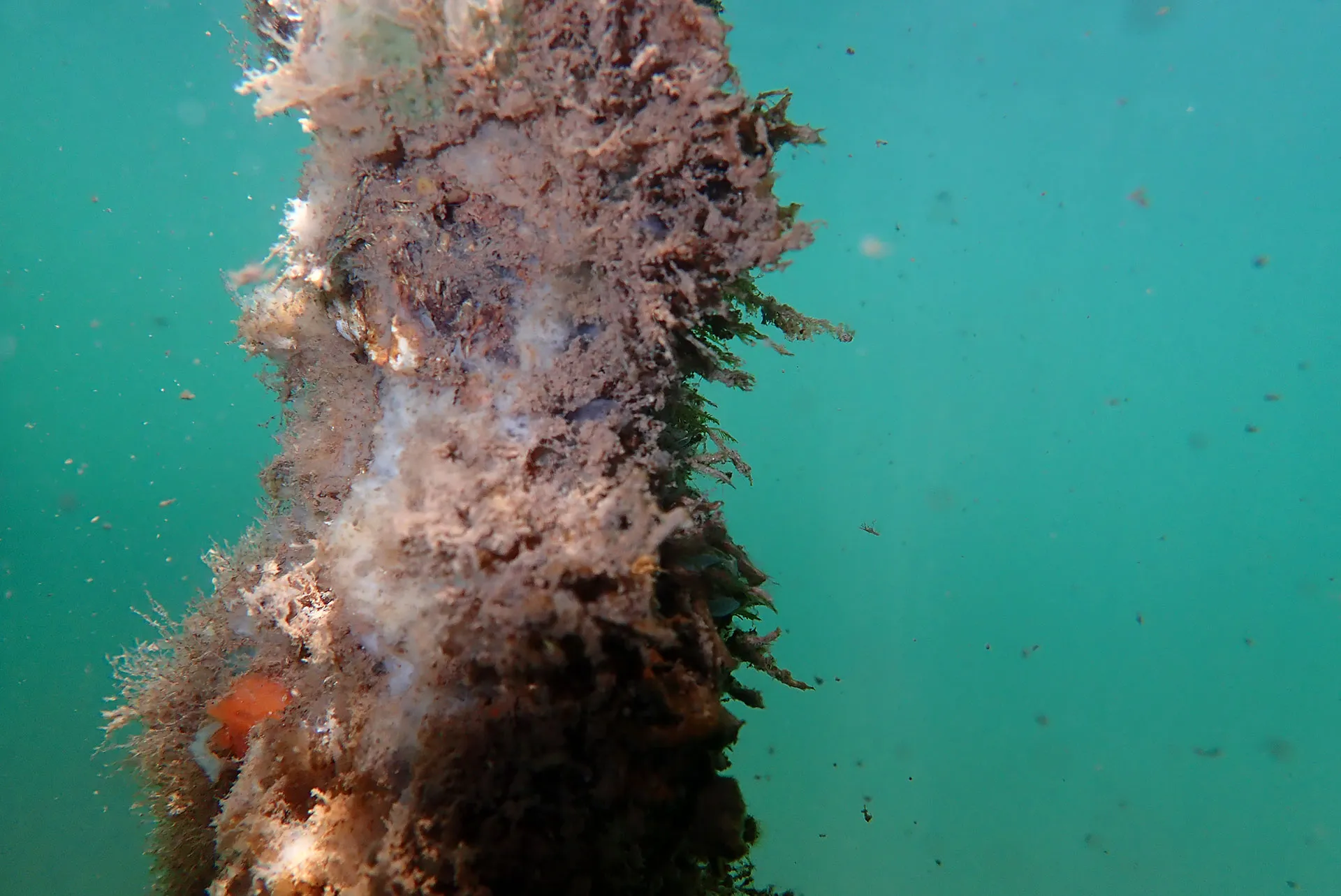 Turritopsis dohrnii medusa in side view