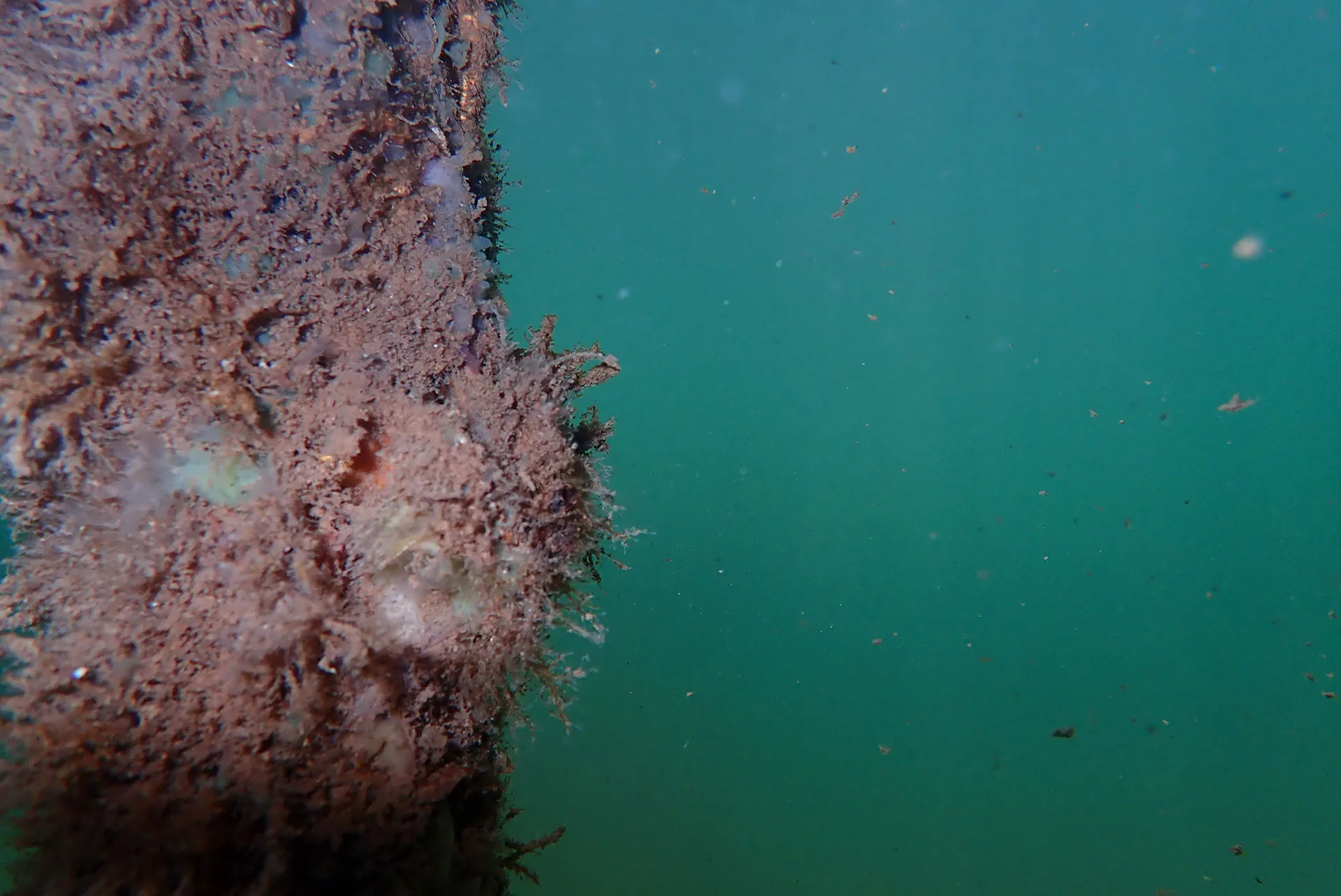 Turritopsis dohrnii medusa with a visible manubrium