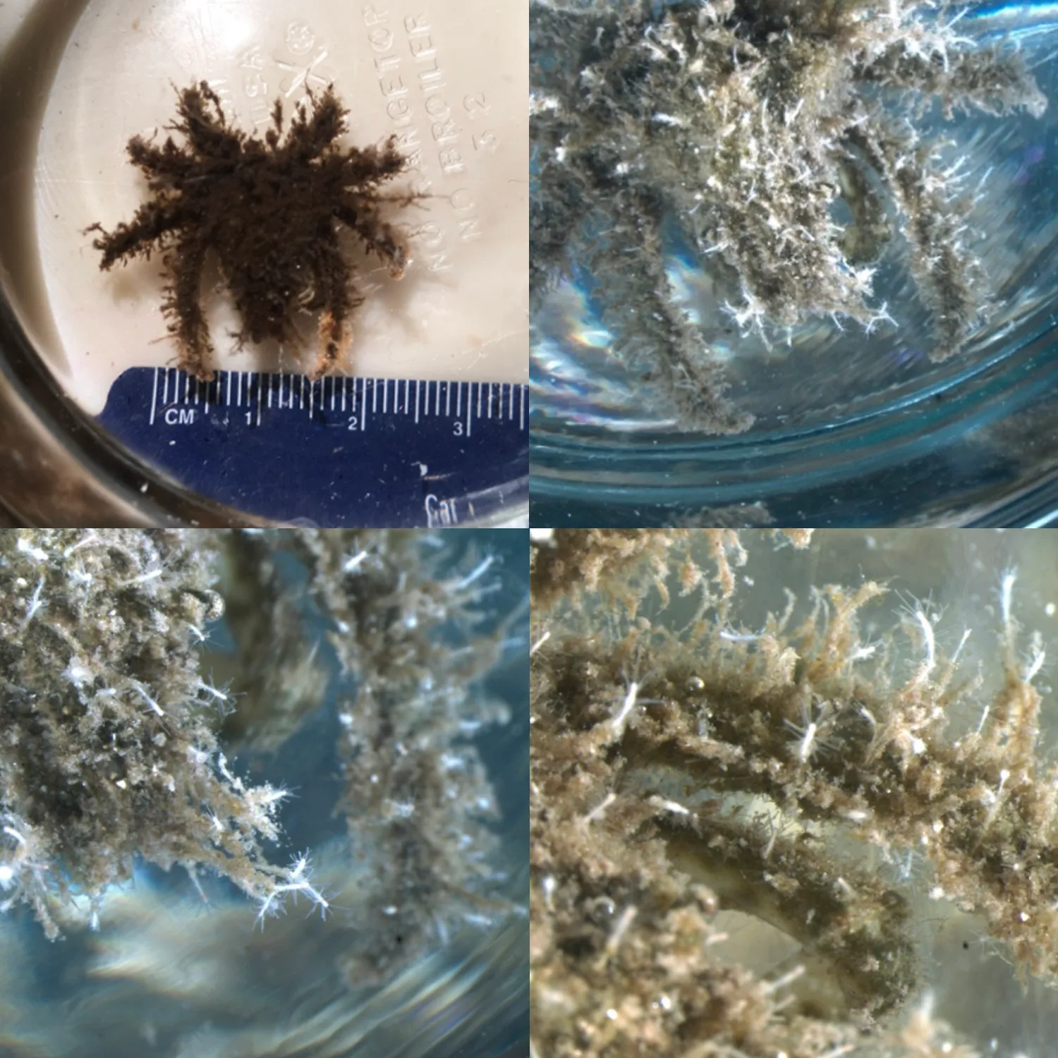Turritopsis dohrnii growing on a crab collected from Bocas del Toro, Panama
