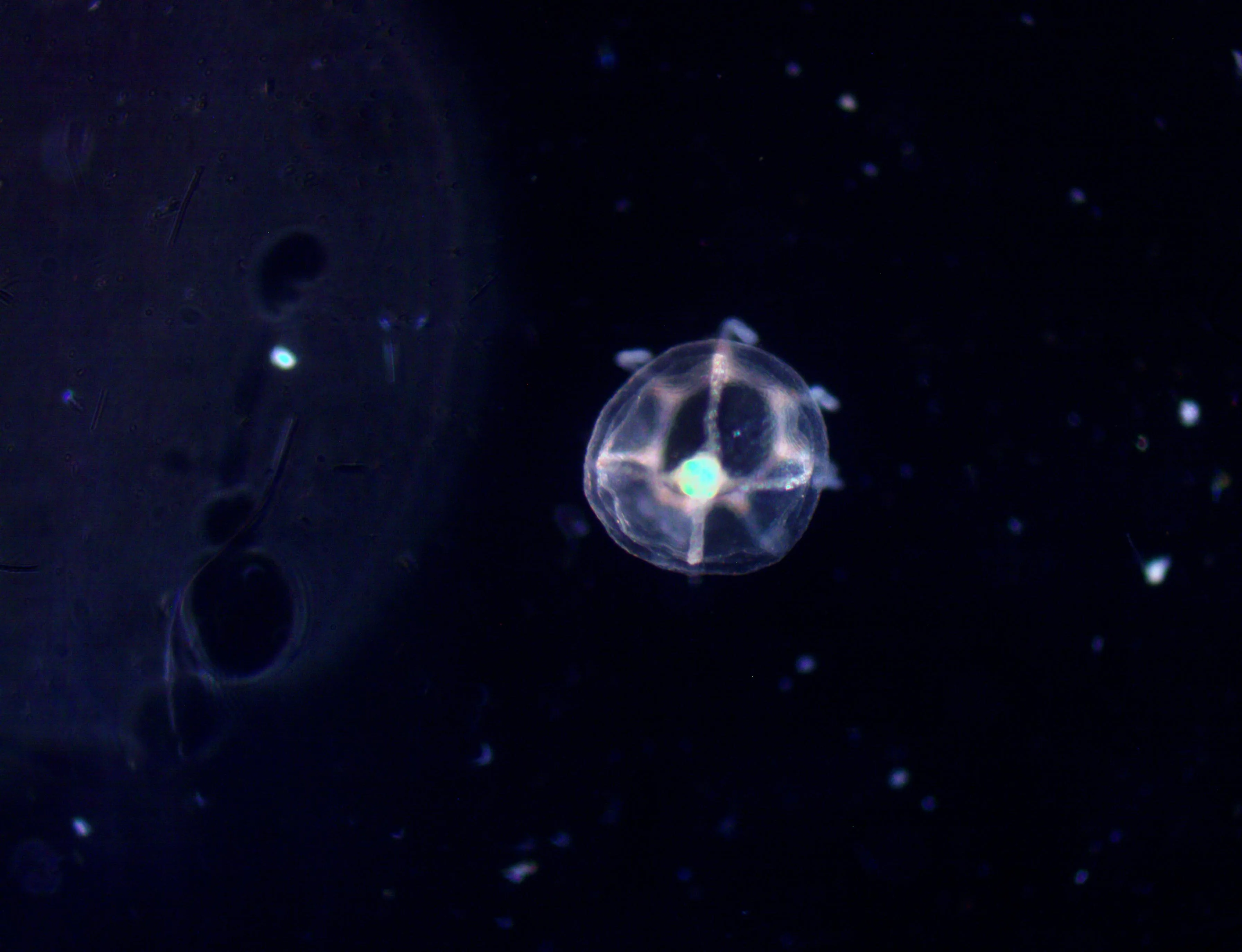 A Turritopsis dohrnii medusa