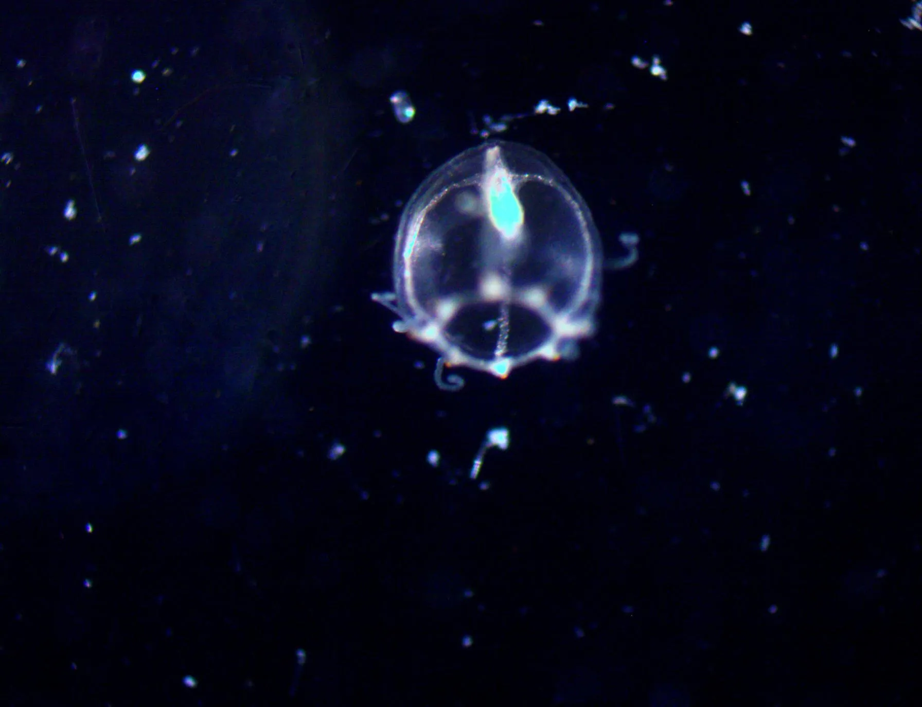 Turritopsis dohrnii photographed by the Miglietta Lab