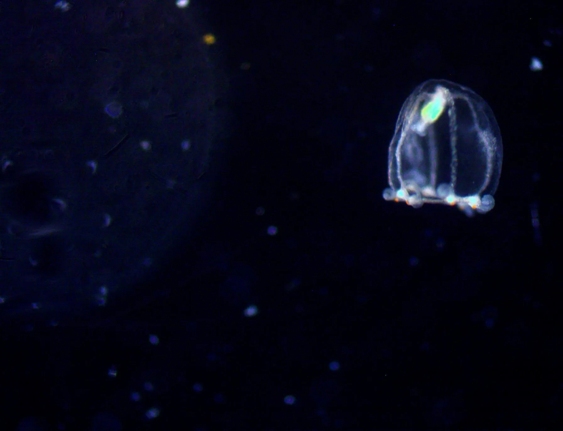 Close view of a Turritopsis dohrnii medusa