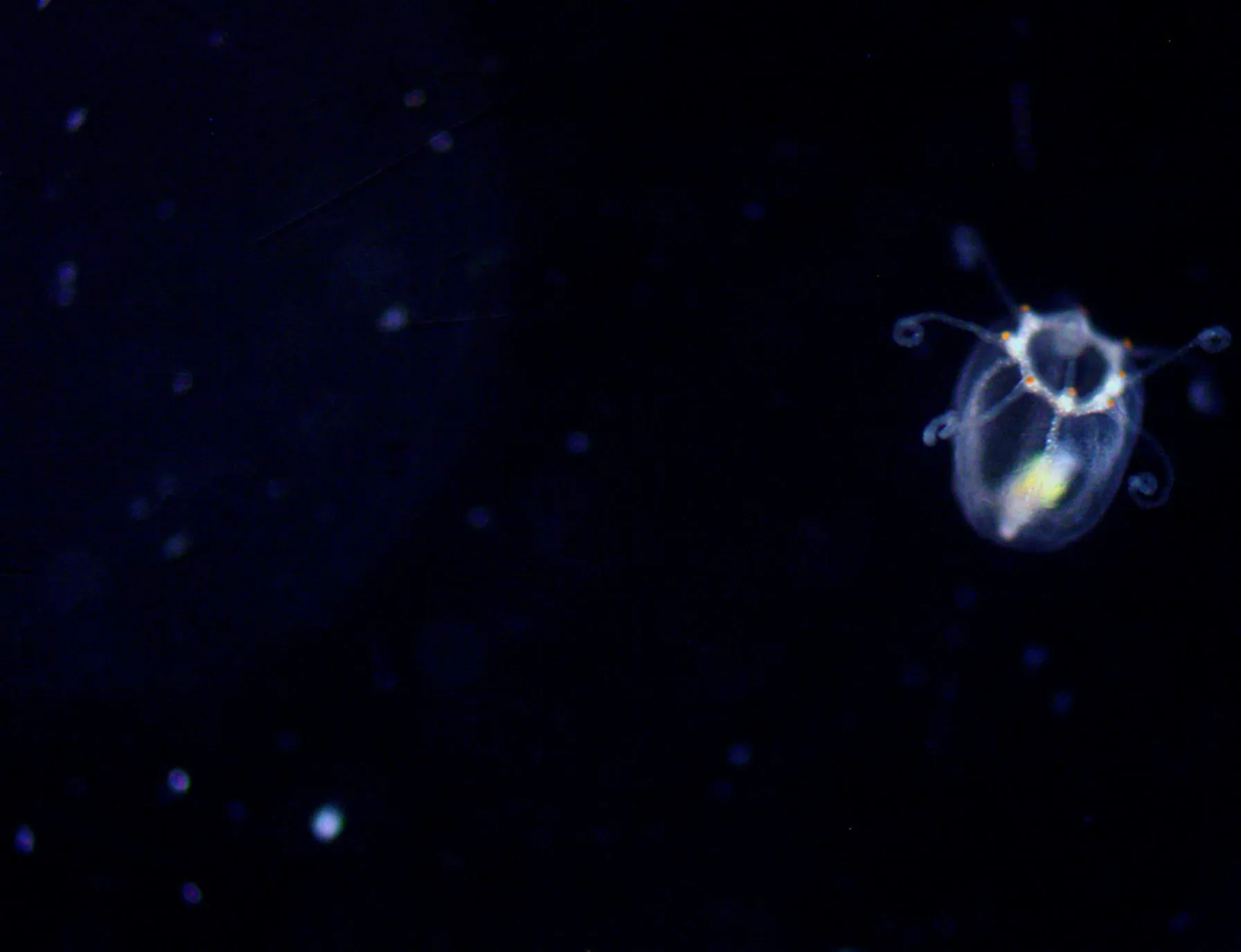 Turritopsis dohrnii medusa in profile