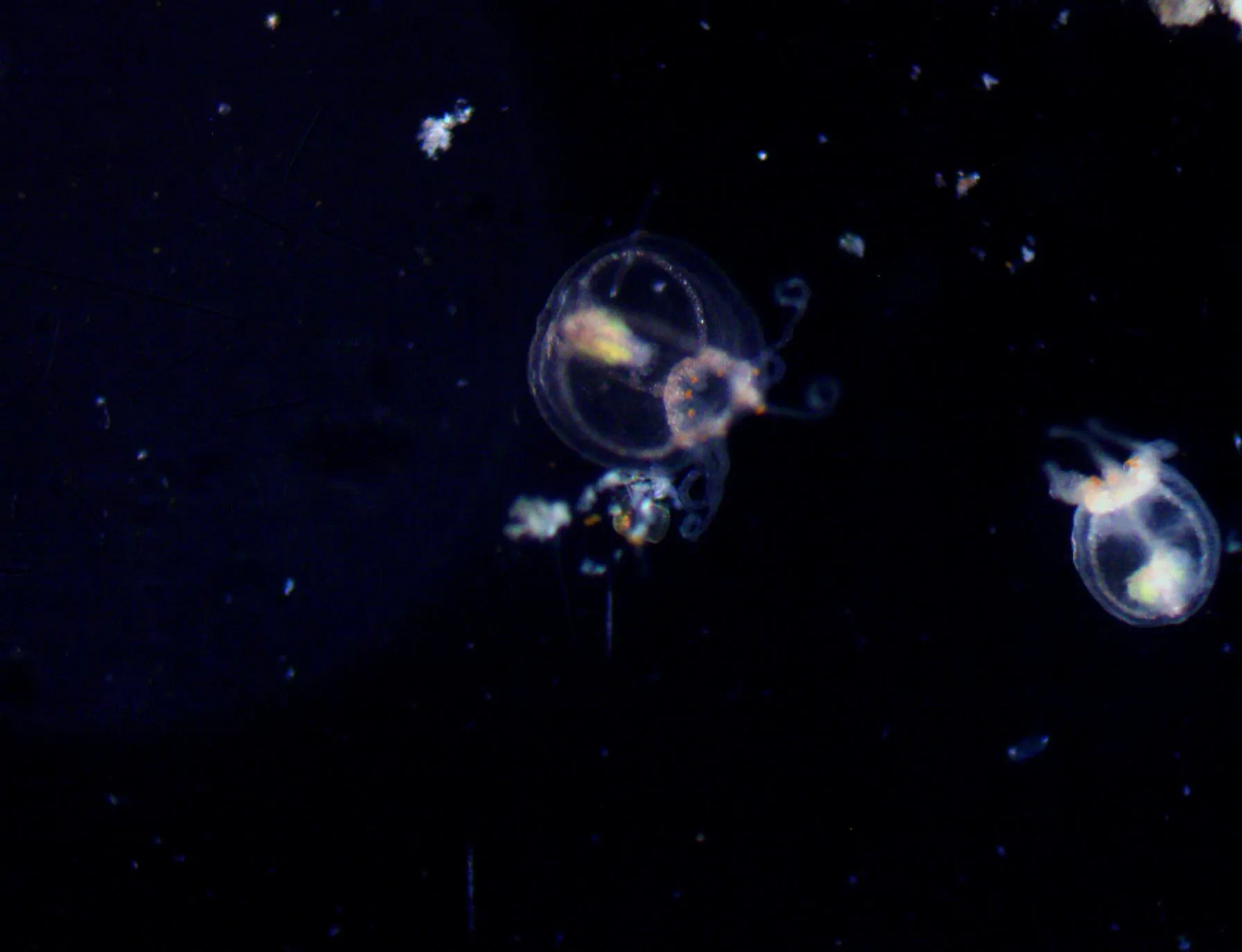 Turritopsis dohrnii medusa swimming