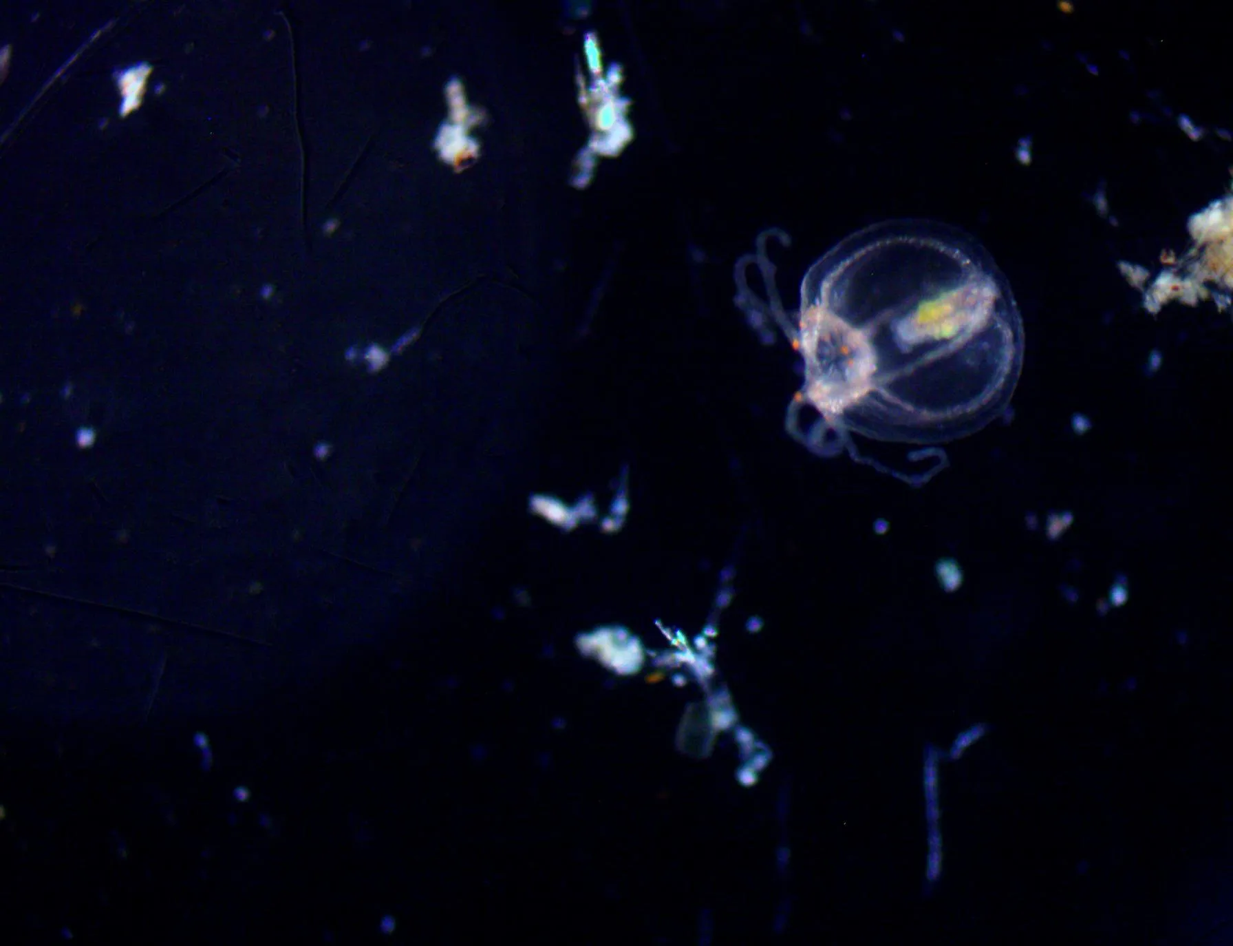 Turritopsis dohrnii photographed by the Miglietta Lab