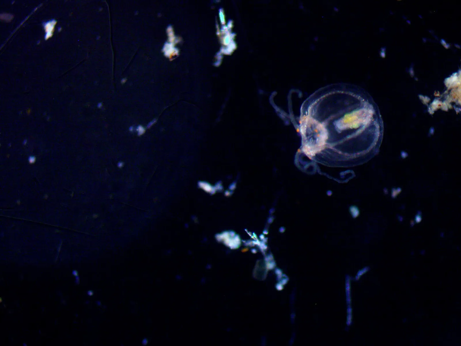 A Turritopsis dohrnii medusa