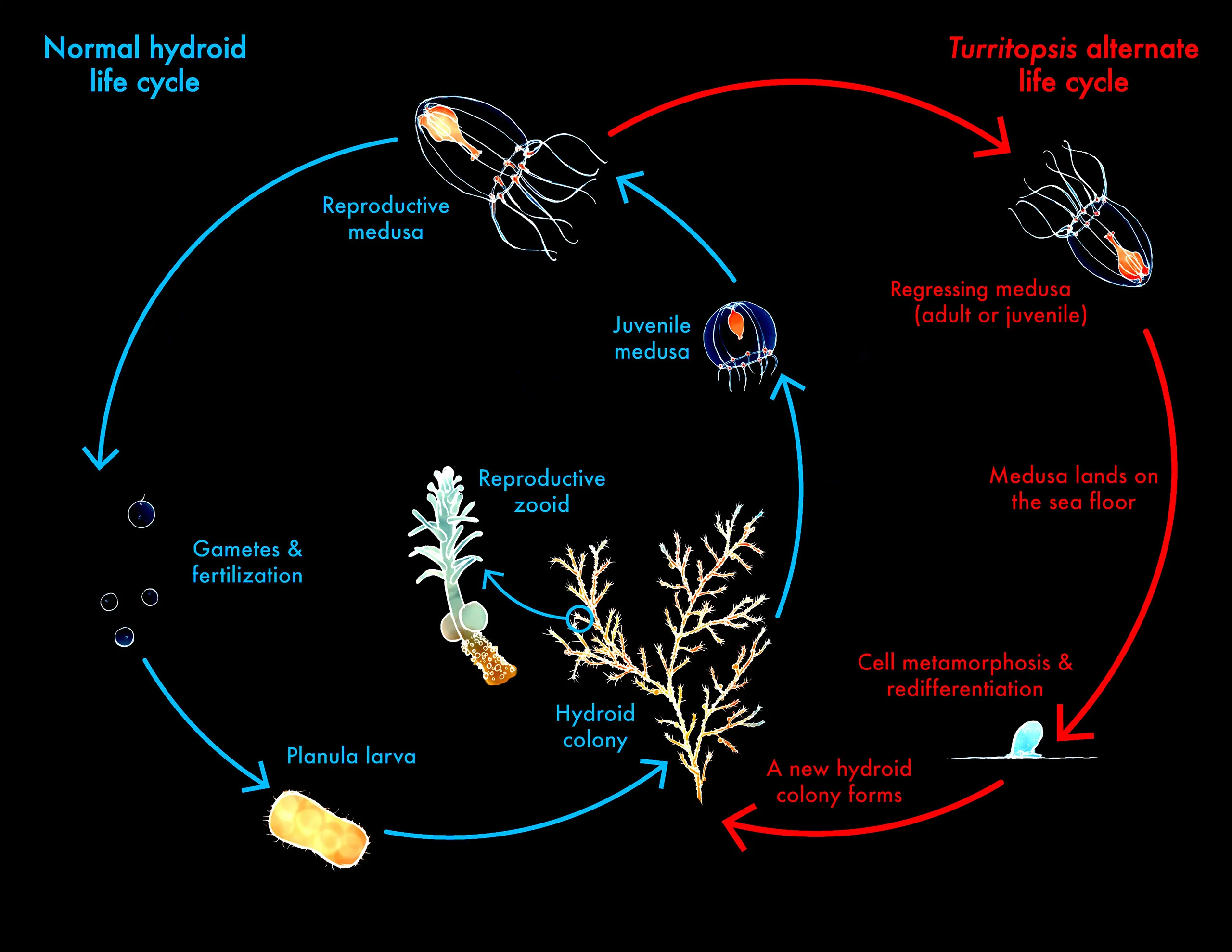 Diagram comparing the normal hydroid life cycle with the alternate Turritopsis life cycle, in which a regressing medusa lands on the sea floor, undergoes cell metamorphosis and redifferentiation, and forms a new hydroid colony.