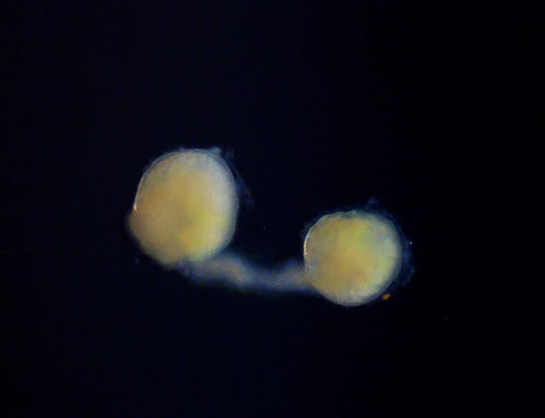 Turritopsis dohrnii medusa with extended tentacles