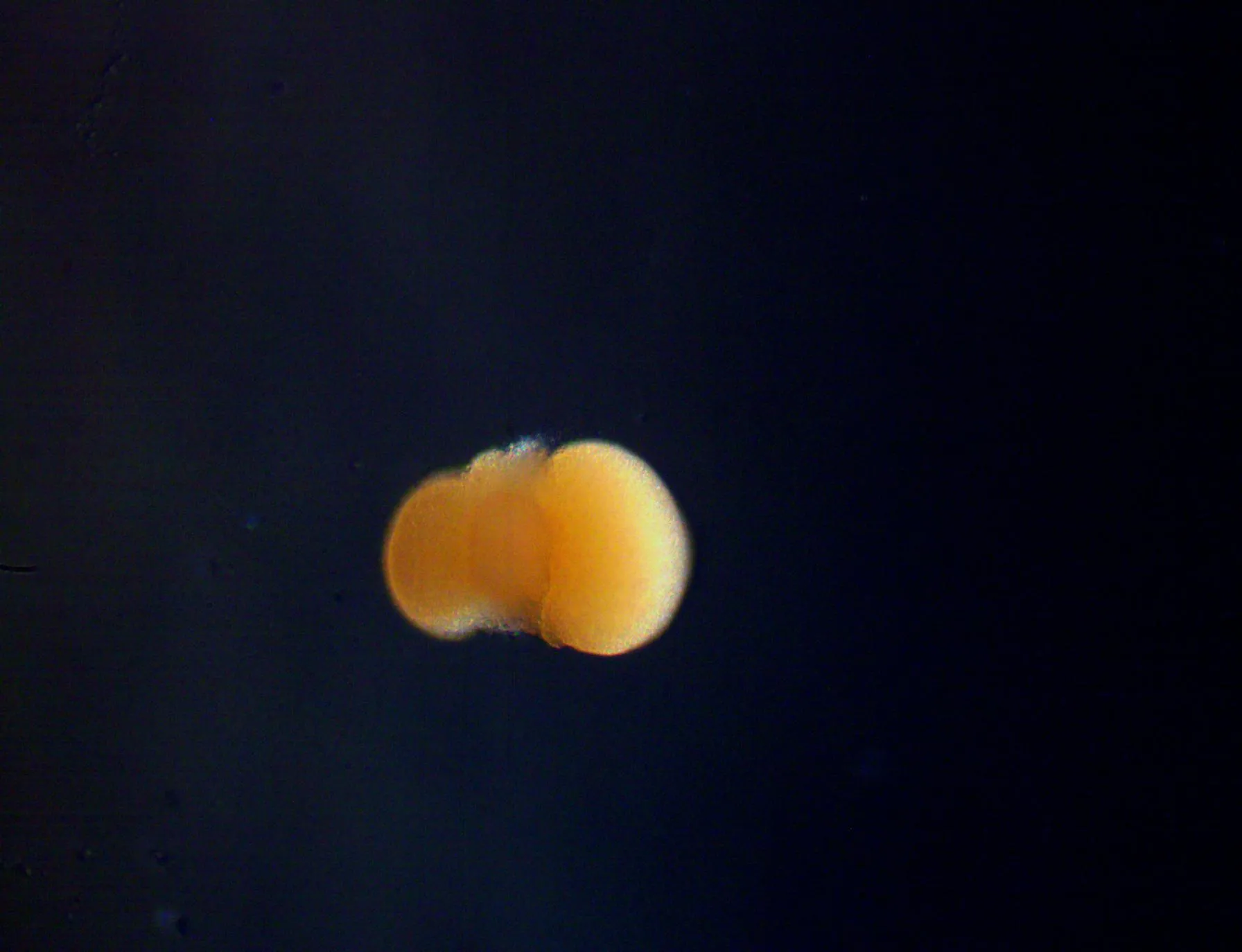 Turritopsis dohrnii medusa after 20 hours at 30°C