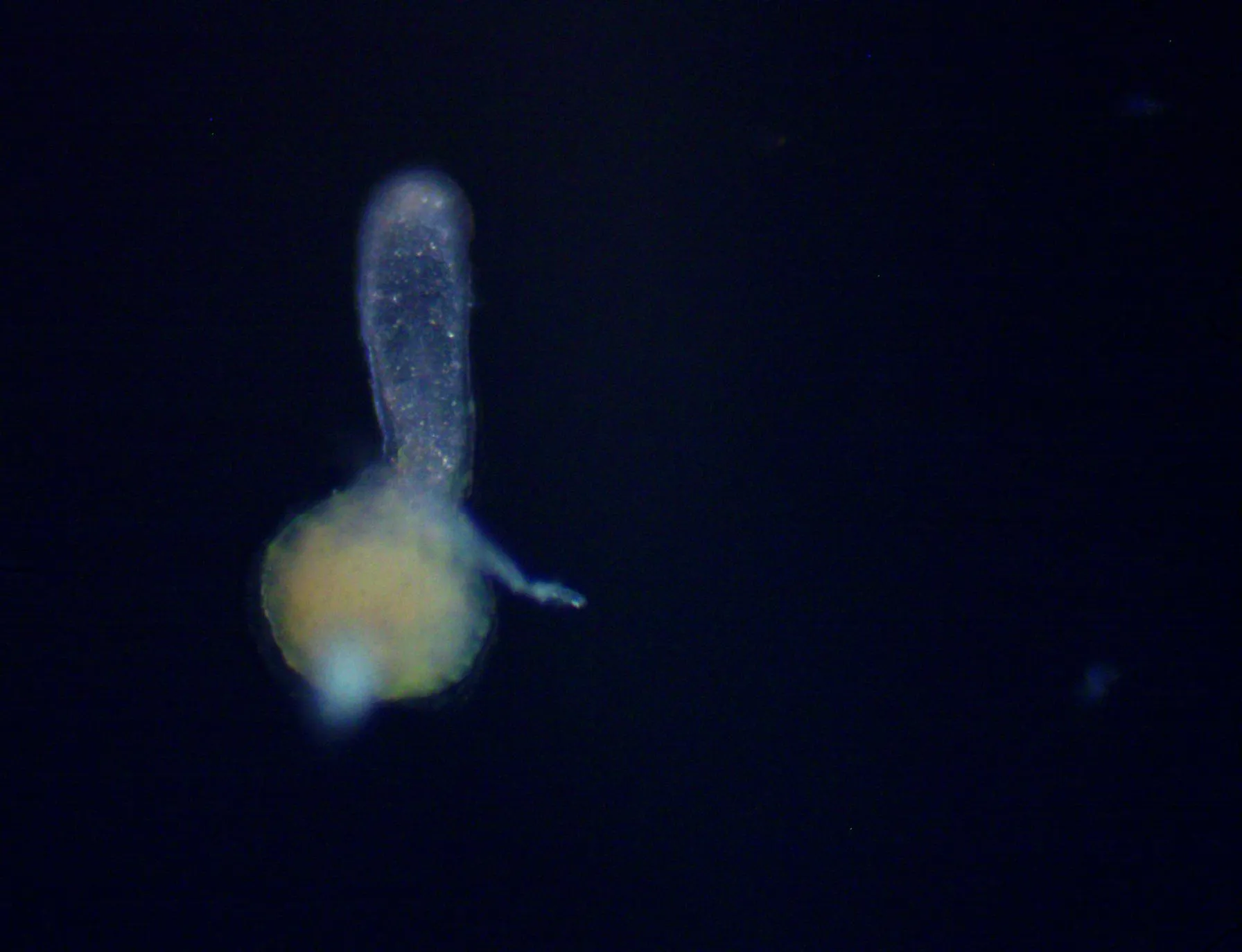 Turritopsis dohrnii medusa viewed from above