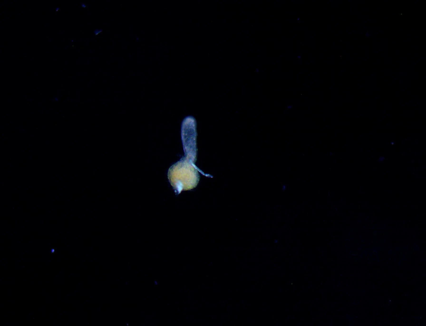 Turritopsis dohrnii medusa under laboratory lighting