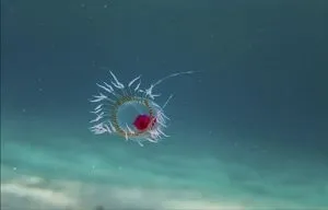 A Turritopsis dohrnii medusa