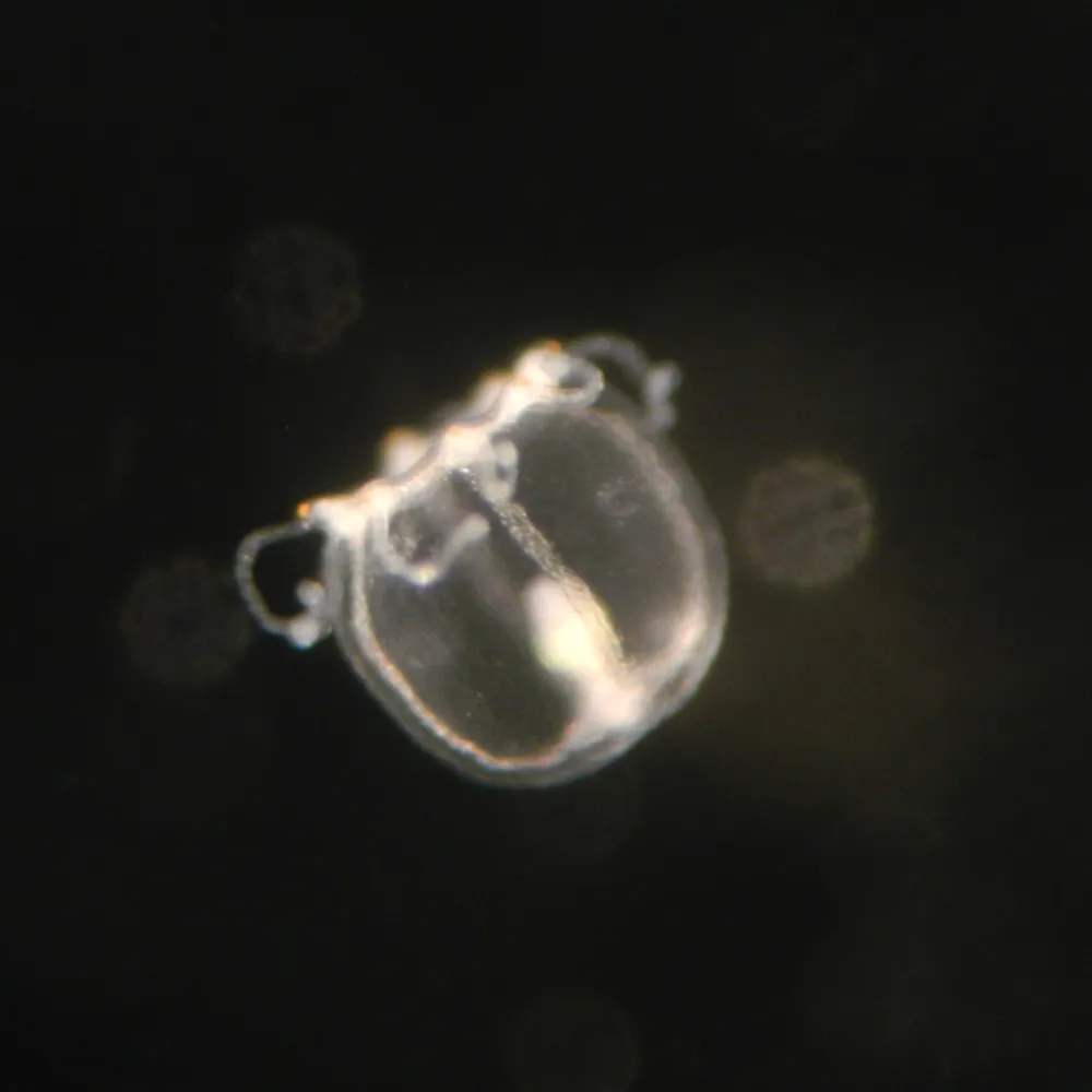 A temperate-region Turritopsis dohrnii medusa