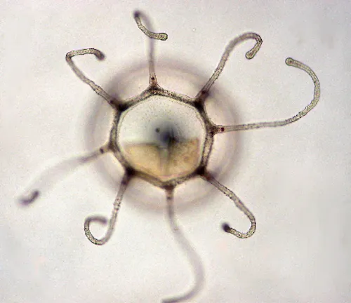A Turritopsis dohrnii medusa