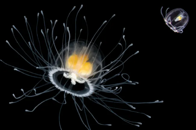 A Turritopsis dohrnii medusa